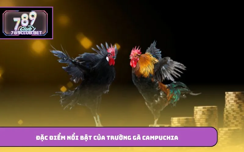 Trường Gà Campuchia – Điểm Đến Quen Thuộc Của Người Yêu Thích Đặc điểm nổi bật của trường gà Campuchia