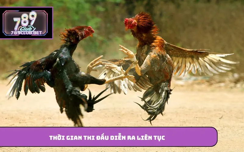 Trường Gà Campuchia – Điểm Đến Quen Thuộc Của Người Yêu Thích Thời gian thi đấu diễn ra liên tục