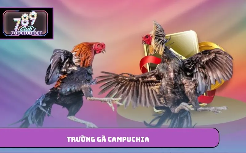 Trường Gà Campuchia – Điểm Đến Quen Thuộc Của Người Yêu Thích Trường gà Campuchia